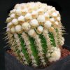 Echinocactus_grusonii_monstrosus